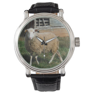 Montre Jeune mouton blanc sur la ferme Photo Sandy Closs