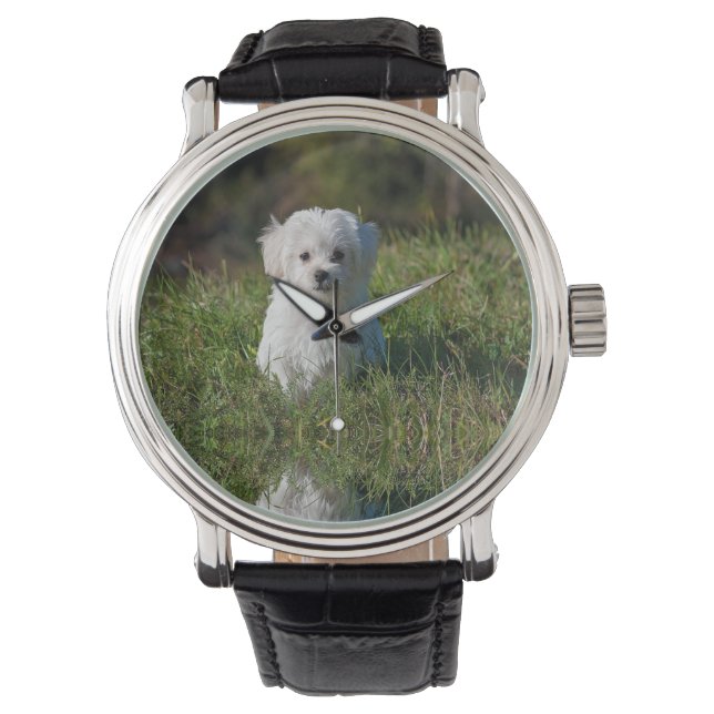 Montre Joli chiot blanc (devant)