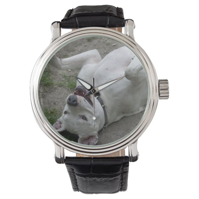 Montre Jouer Dogo Argentino (devant)