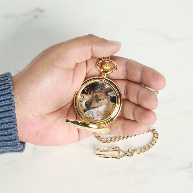 Montre Kangaroo australien endormi, (main)