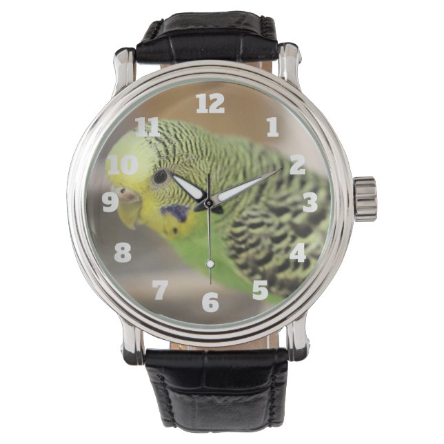 Montre Kiwi (devant)