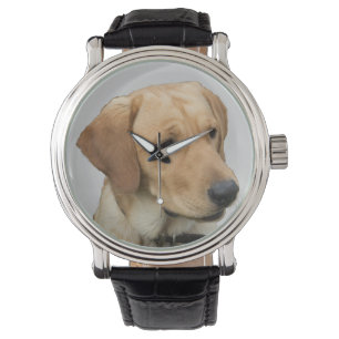 Montre Labrador retriever jaune