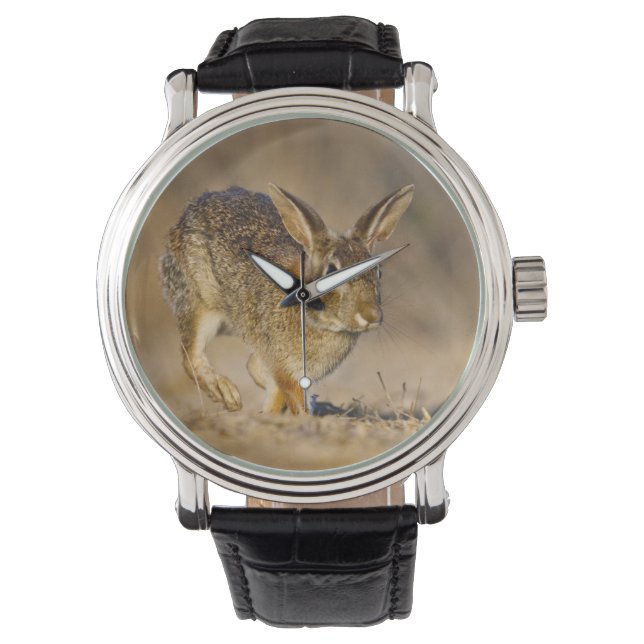 Montre lapin à queue blanche de l'Est sautant (devant)