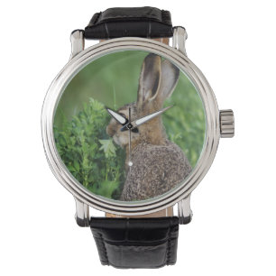 Montre Lièvre brun, Lepus europaeus, jeune mangeant,