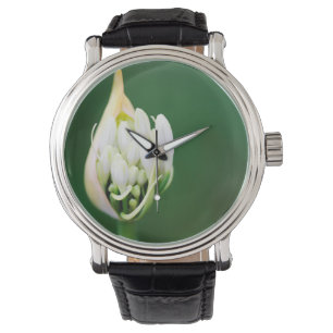 Montre Lily africaine, Praecox d'Agapanthus, Cap