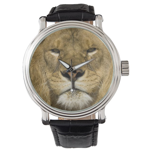 Montre Lion barbare africain, Panthera leo leo, l'un des (devant)