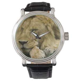 Montre Lion d'Afrique, Panthera leo, couché endormi