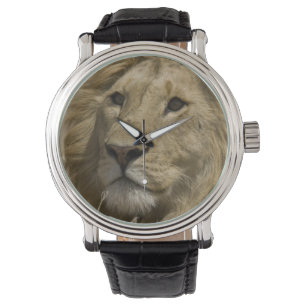 Montre Lion d'Afrique, Panthera leo, Portrait d'un
