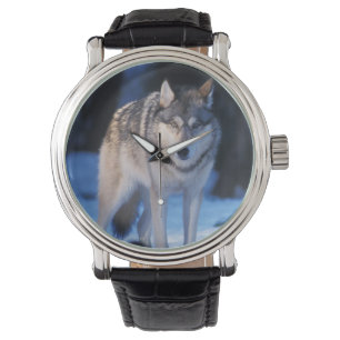 Montre loup gris, Canis lupus, dans les contreforts