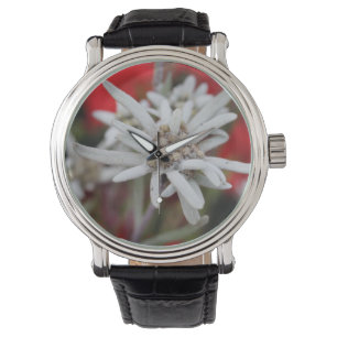 Montre Lovely Edelweiss Leontopodium nivale