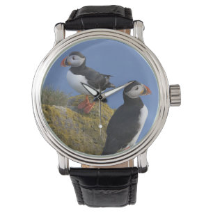 Montre Macareux atlantiques (Fratercula arctica) sur une