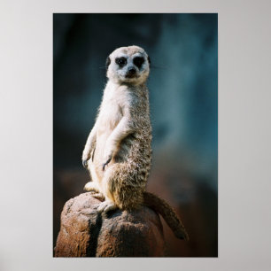 Montre Meerkat - Poster