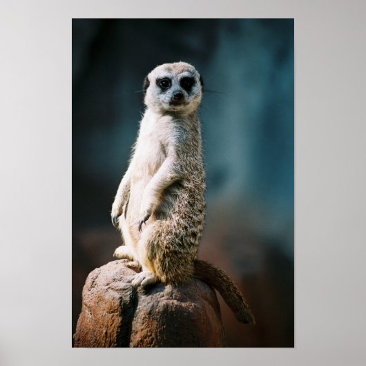 Montre Meerkat - Poster (Devant)