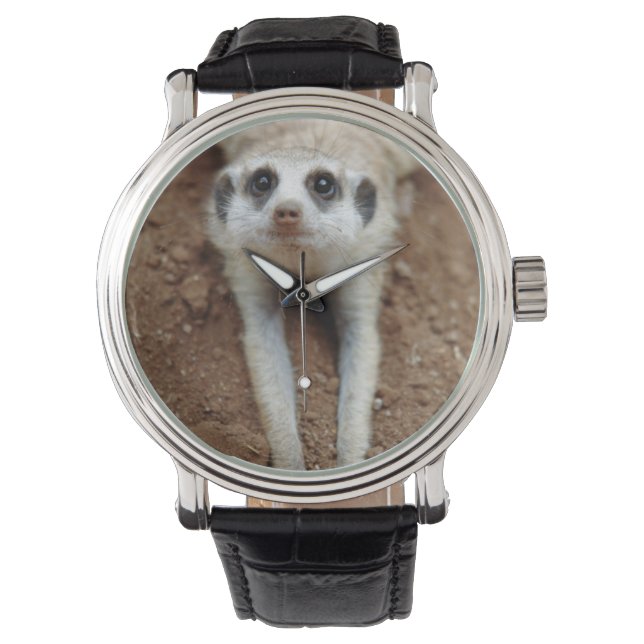 Montre Meerkat (Suricata Suricatta) Refroidissement (devant)