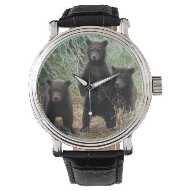 Montre ours brun, Ursus arctos, grizzli, Ursus 7 2 (devant)