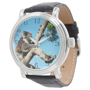 Montre Ours De Koala Dans L'Ancien Pin,
