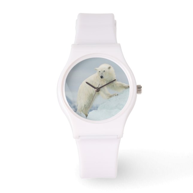 Montre Ours polaire en été (Recto)