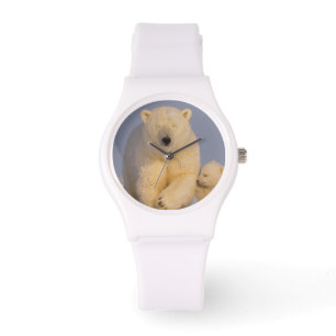 Montre ours polaire, Ursus maritimus, semer avec nouveau-