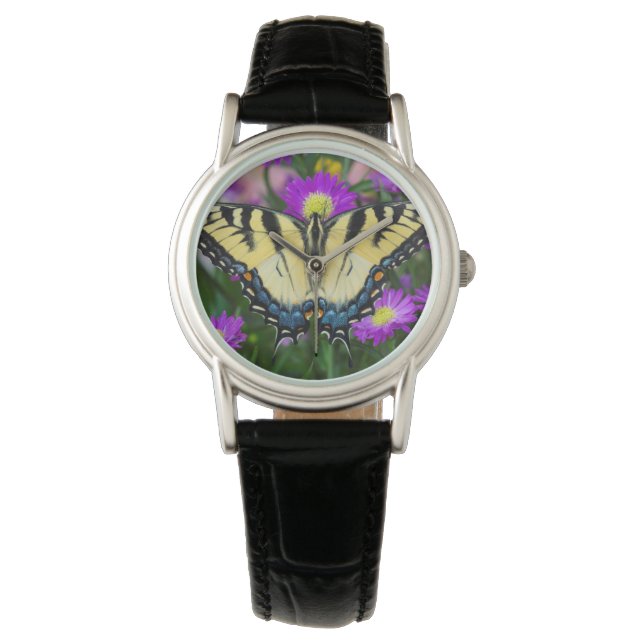 Montre Papillon à queue d'hirondelle sur marguerite (devant)