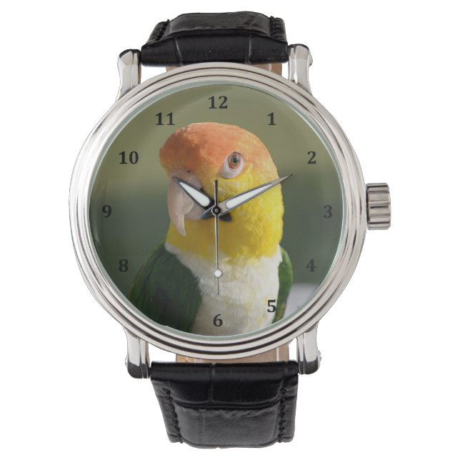 Montre Parrot caïque à ventre blanc mou (devant)