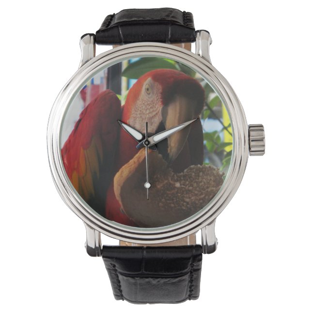 Montre Parrot Macaw Scarlet Manger Toast (devant)