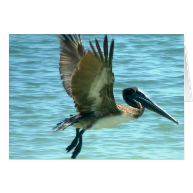 Montre Pélicane (Devant Horizontal)