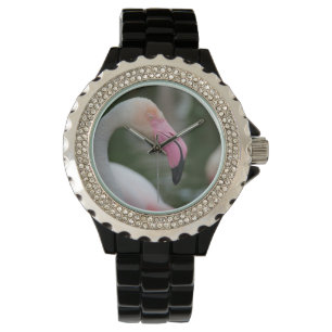 Montre Phoenicopterus roseus