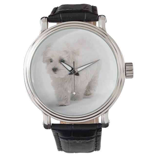 Montre Photo Bichon Frise (devant)