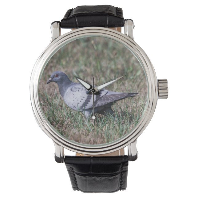 Montre Pigeon (devant)