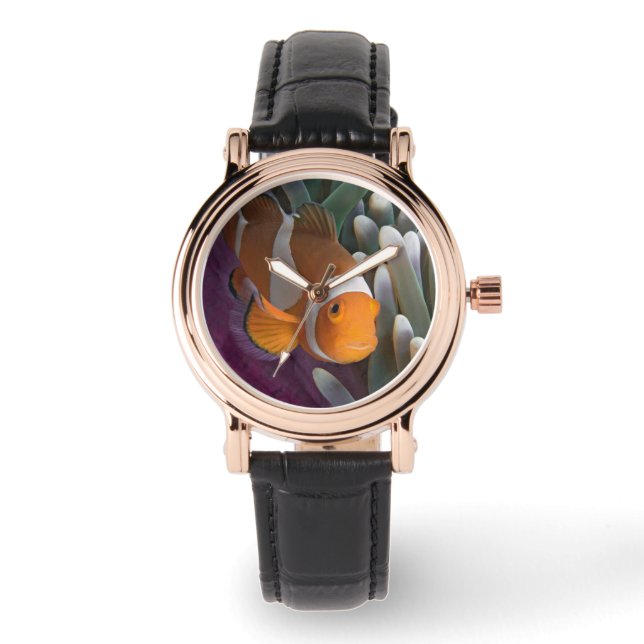 Montre Poisson clown occidental (Recto)