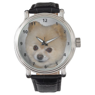 Montre Pomeranian Dog