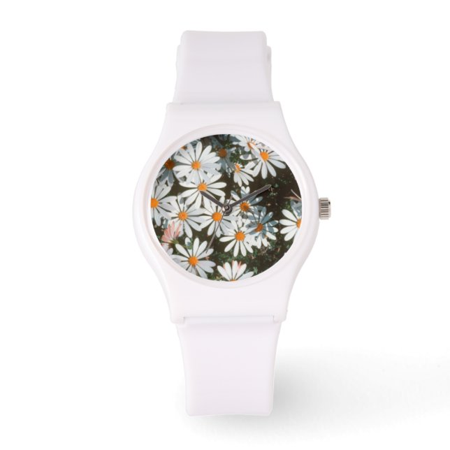 Montre Profusion de marguerites blanches (Asteraceae) (Recto)