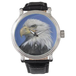 Montre Pygargue à tête blanche, (Haliaeetus leucocephalus