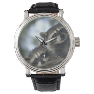 Montre Raton laveur Procyon Lotor) du Fish Lake, centre