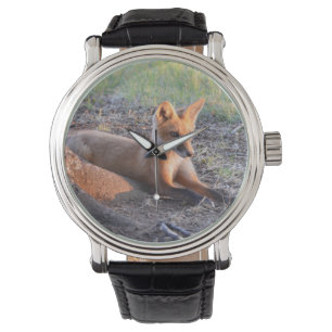 Montre Renard à la lumière du soleil