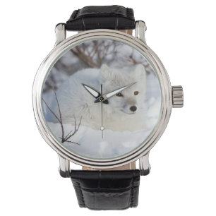 Montre Renard arctique en hiver