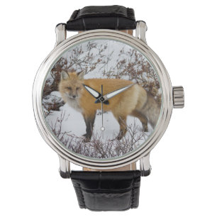 Montre Renard rouge dans la neige en hiver