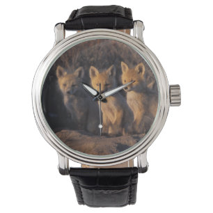Montre renard roux, Vulpes vulpes, kits
