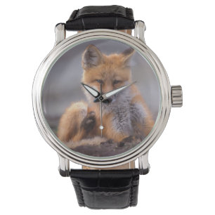 Montre renard roux, Vulpes vulpes, petit se grattant,