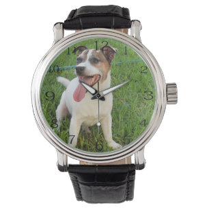 Montre Renard Terrier, Langue À La Poitrine,