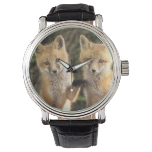 Montre Renardeau devant terrier (Vulpes vulpes)