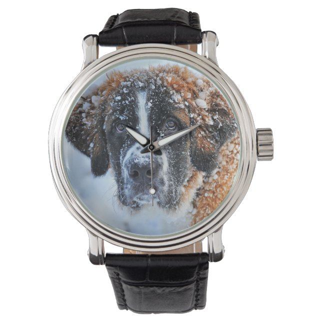 Montre Saint Bernard dans la neige (devant)