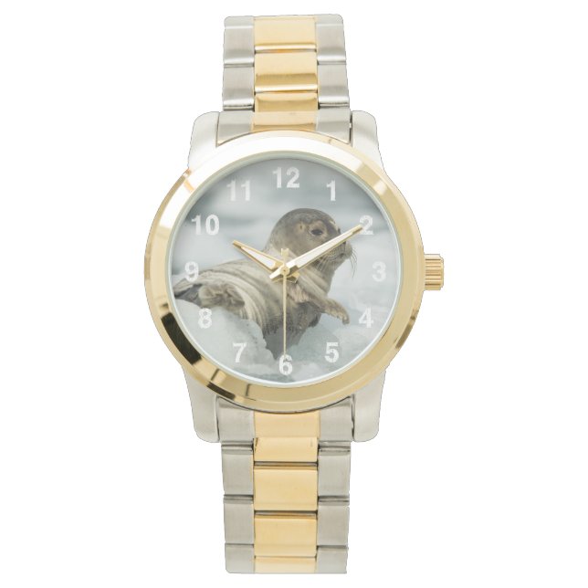 Montre Seal bébé doux (devant)