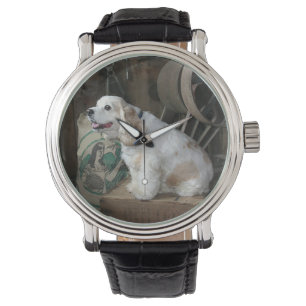 Montre séance américaine de cocker