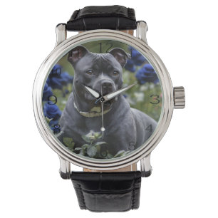 Montre Staffordshire Bull Terrier Dans Blue Rose Garden,