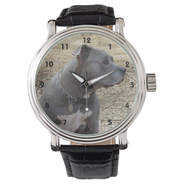 Montre Surveillance du profil Pitbull (devant)