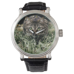 Montre Tabby le chat domestique