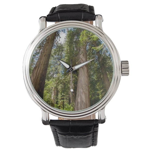 Montre Thuyas géants d'Occident (devant)
