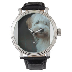 Montre tibétain terrier 2