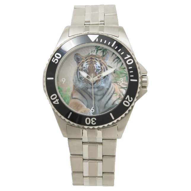 Montre Tiger_20171103_by_JAMFoto (devant)